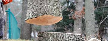 How Our Tree Care Process Works  in  Park Falls, WI