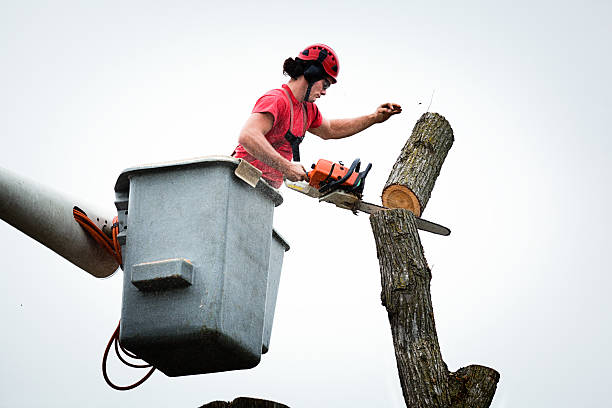 Best Root Management and Removal  in Park Falls, WI