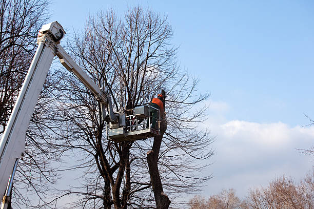 Park Falls, WI Tree Care Company