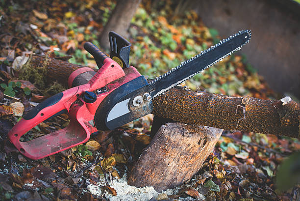 Best Pest Control for Lawns  in Park Falls, WI